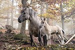 Cheval de Heck, reconstitution d'un Tarpan en Allemagne, que l'on croit phénotypiquement proche de l'ancêtre du cheval domestique.