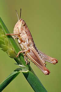 Nymphal grasshopper, by Fir0002