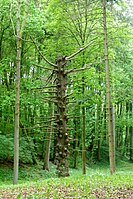 Zitzenfichte im Molkengrund am Hainberg