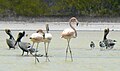 Caribbean Flamingos, Caribbean Brown Pelicans, and Laughing Gulls, along shore of Lago de Oviedo, Dominican Republic.