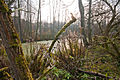 durch Biber aufgestaute Ragöse; Moorlandschaft