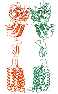 Metabotroper Glutamatrezeptor Typ 1