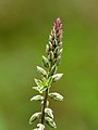 Rabo de gato (Achyranthes aspera)