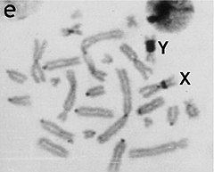 Description de l'image Allocricetulus eversmanni.jpeg.