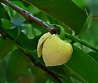 Flor de Annona, se observan los pétalos (carnosos, gruesos) y sépalos (verdes).