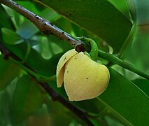 Annona glabra