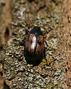 Anomala binotata.