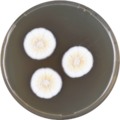 Aspergillus alabamensis growing on MEAOX plate