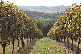 Photo d'un paysage vallonné composé de vignes.