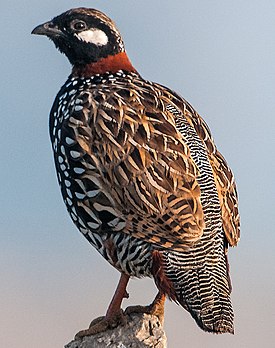 Турач (Francolinus francolinus)