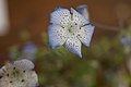 Nemophila menziesii var. integrifolia, close-up