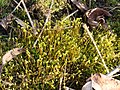 Bryophyte