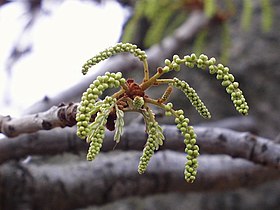 Flower buds