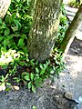 Raízes podem ter ajudado a brotação vegetal na areia. Bertioga-SP