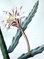 Cereus spegazzinii