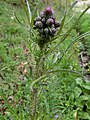 Cirsium palustre