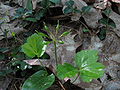 Foliage and seed pods