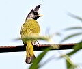 Bulbul à gros bec