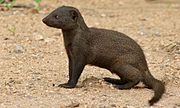 Dark brown mongoose