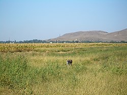 A view of Milyanfan from the fields west of the village