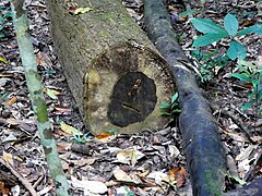 Cut log, showing the very dark heartwood which gives rise to the common name "ebony heart"