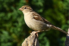 Conirrostro (gorrión, Passer domesticus)