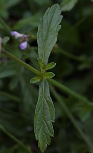 Feuilles de verveine officinale