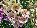 Foxglove