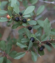 Frangula rubra fruits