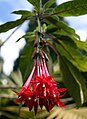 Fuchsia boliviana.