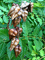 Koelreuteria paniculata infructescence and leaves, Harvey County, Kansas