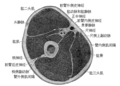 Cross-section through the middle of upper arm.