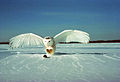 Snowy owl Bubo scandiacus sneugle