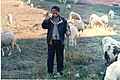 Mongolian shepherd