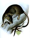 White-footed climbing mouse