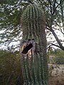 Longer view of living saguaro with hole seen in previous close-up