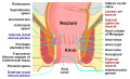 Anatomy of the human anus
