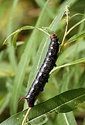 Hyles gallii caterpillar, black variant