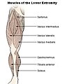 Muscles of leg