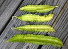 Winged Bean (Ilo: Pallang or Tlg: Sigarilyas)