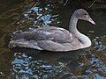 Trumpeter swan - Juvenile