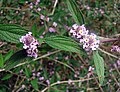 Lippia alba