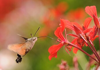 Moro sphinx ou sphinx du caille-lait (Macroglossum stellatarum). (définition réelle 1 896 × 1 321)