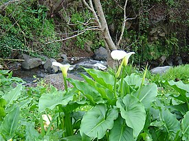 Zantedeschia aethiopica