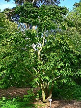 Photo of Magnolia zenii at the San Francisco Botanical Garden