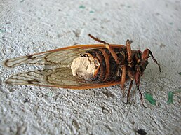 Magicicada інфікована Massospora cicadina.