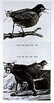 נמר ולא ציפור של בוקר, 1977 קולאז' ולטרסט על עץ