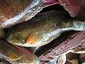 molmol fish in Bohol, Philippines