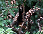 A black bat with a tan head and neck, and a black snout