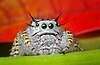 The face of a jumping spider of the genus Phidippus of the Salticidae